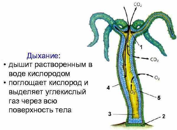 Кракен сайт 2krnk cc